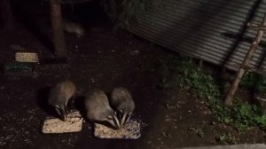 рубрика, архивные видео про барсучат