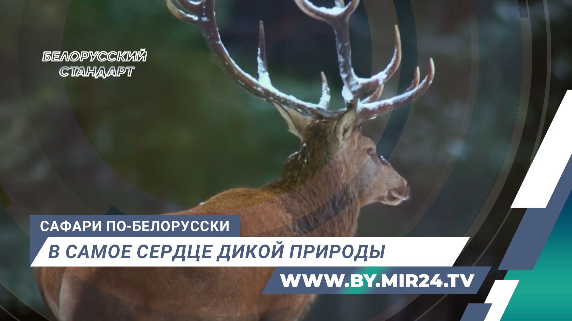 Там, где гуляет зверь: наше путешествие в заповедные края на север Беларуси смотреть онлайн