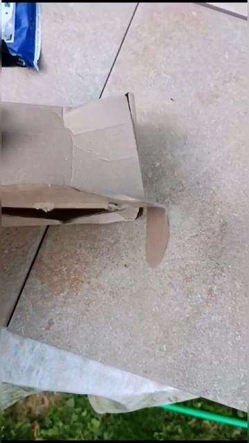 Наши Маточки в Московской области. Видео от заказчика. #beecolony #bee #топ#karnica#пчеломатки#