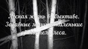 Забавные мышки, маленькие обитатели леса.