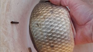 ОХОТНИК НА КАРАСЯ ВЫЕЗД НА РЫБАЛКУ. 09. ФЕВРАЛЯ 2026.