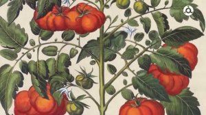 История вещей. Пицца