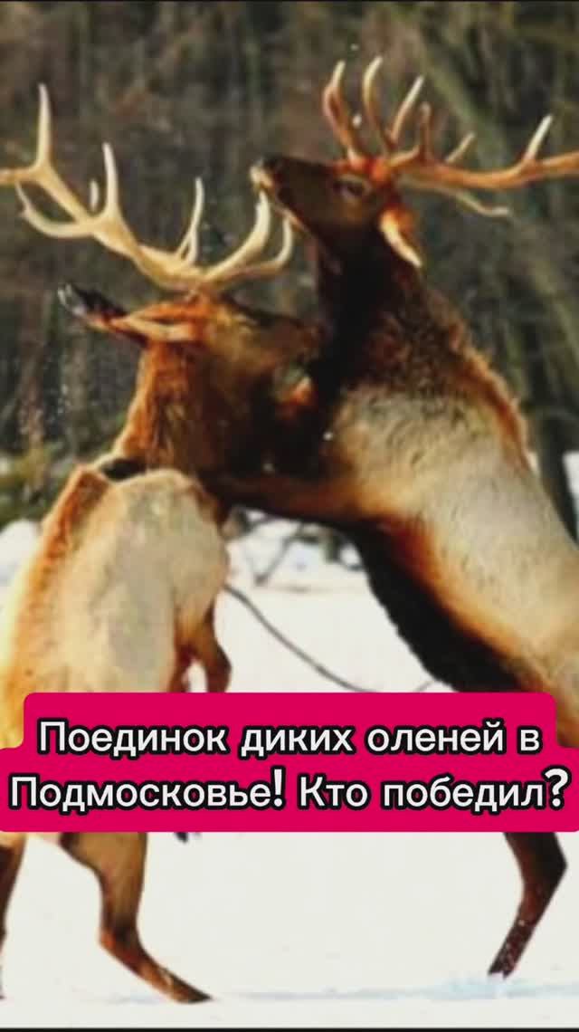 Поединок диких оленей в
Подмосковье! Кто победил?