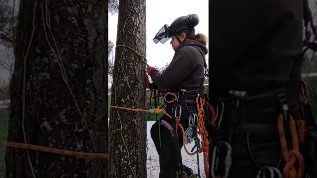 Личный опыт использования техники подъёма на дерево на петлях