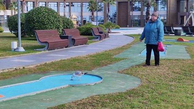 Адлер Веселая чайка Январь 2026