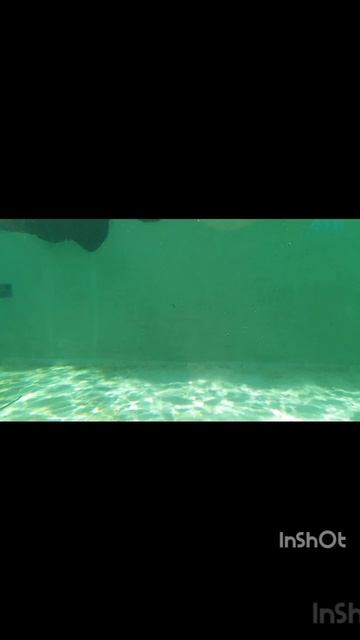 #РоссияПлыви Турбопингвины 🚀🐧. Артём Баканов Водные Виды Спорта. Баканов Григорий Бассейн наше всё