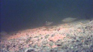 FILE190101-064924-000042F