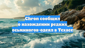 На побережье Техаса выбросило редких осьминогов-одеял