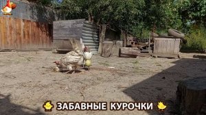 Забавные курочки несушки на сельском подворье 🤗😂😜 (107)