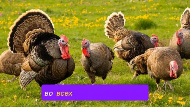 Индюки в 2026 🦃 Развод или реальная прибыль? Честные цифры о расходах и доходе смотреть онлайн