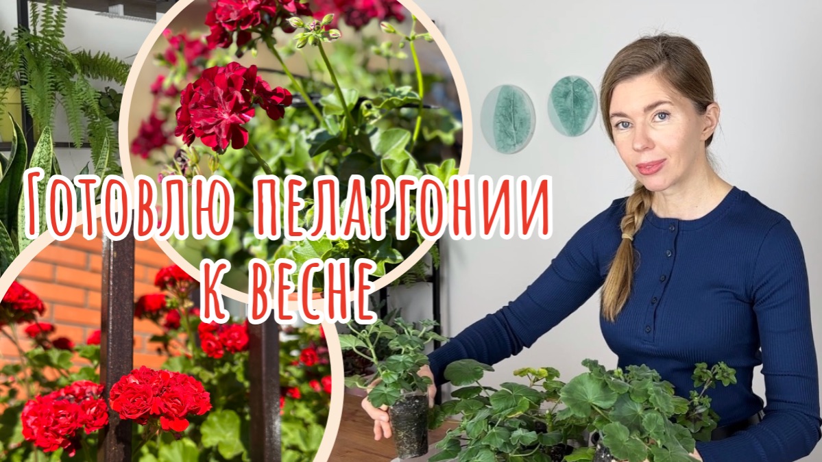Не допускайте эти ошибки 🚫 Как вырастить пышно цветущую пеларгонию смотреть онлайн