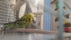 Ося тяжело дышит (