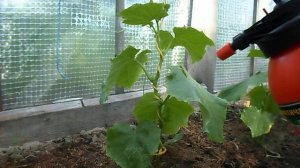 ВНЕКОРНЕВАЯ ПОДКОРМКА ОГУРЦОВ