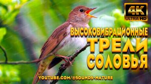 🌿✨🌊 Высоковибрационные Трели Соловья И Звуки Реки — Целебная Симфония Природы 4K 📺