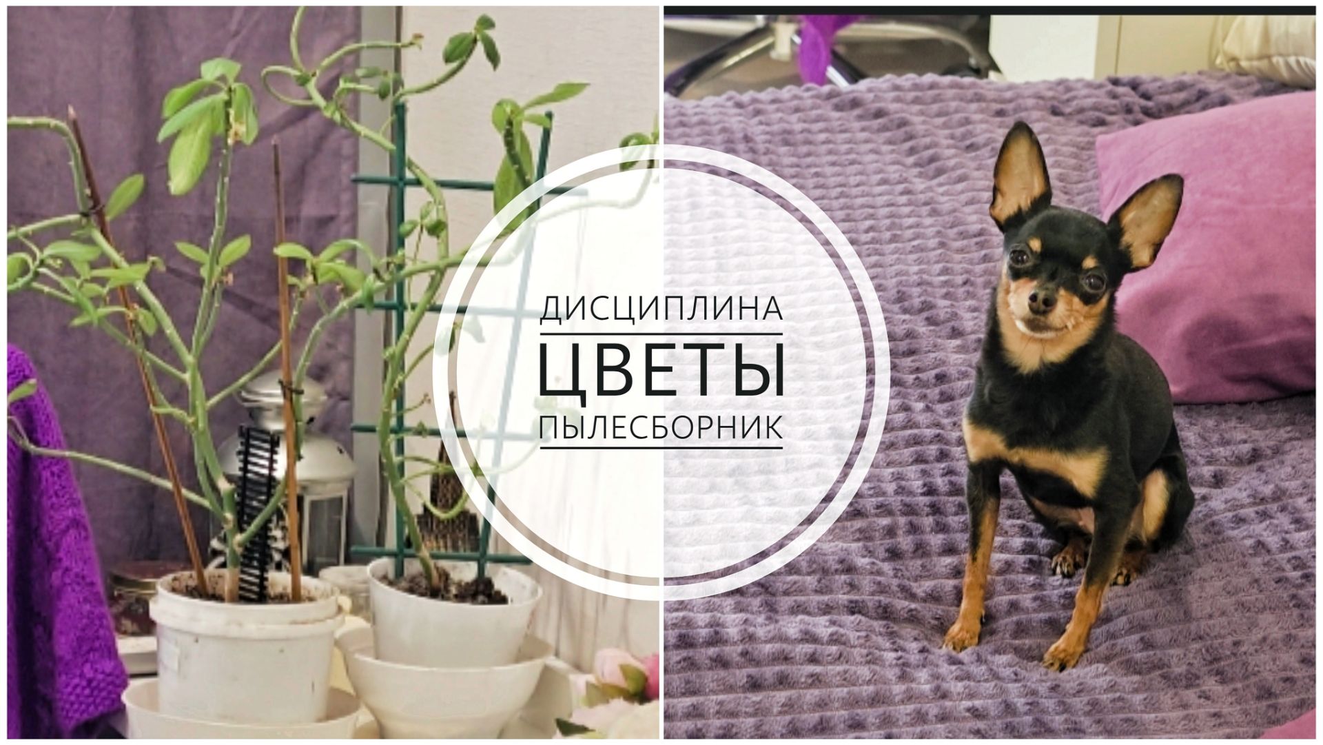 35/26. Как я себя дисциплинирую?! // Что с цветами? // Пылесборник // Mariya VD LIFE. смотреть онлайн