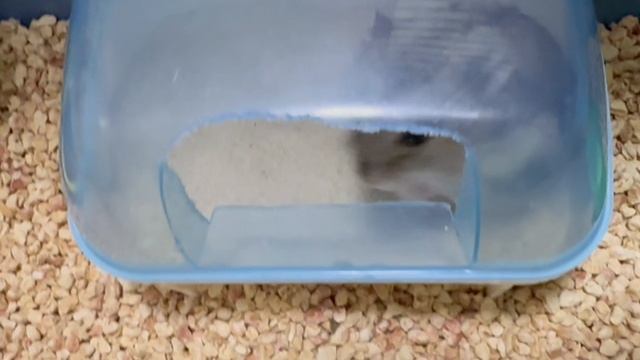 Это Голди , наш смешной хомячОк смотреть онлайн