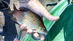 Рыбалка на дикого карася в лесу