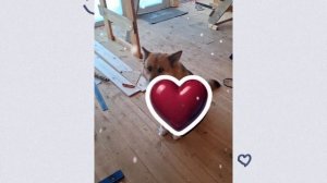 1000048146.mp4 (Собака наблюдает за устройством лестницы на 2 этаж в доме А-фрейм)