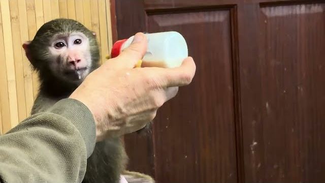 Басик стережет малышку Николь, Анфиса тоже не оставляет ее без внимания❤️ смотреть онлайн