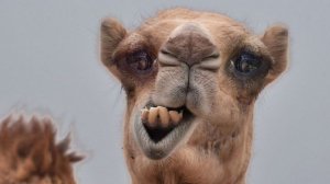 я продаю своего верблюда Амина 2500 ТГ звезд