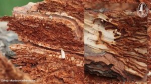 Большой сосновый лубоед, или большой лесной садовник (Tomicus piniperda)