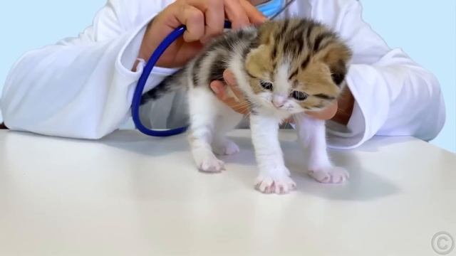 Настя и папа целый день покупают новую одежду для Наст смотреть онлайн