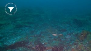 Рыбалка на палтуса на Итурупе — ловим трофеи у Курильских островов!