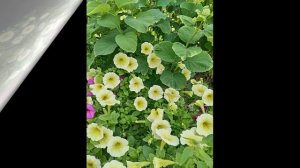 ПАСТЕЛЬНЫЕ  ПЕТУНИИ В МОЁМ САДУ.