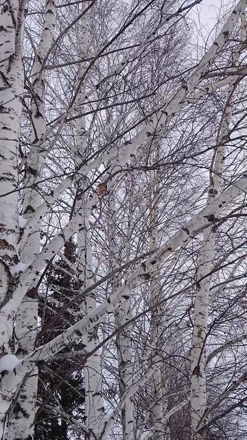 А ФЕВРАЛЬ  потому и короткий что торопится  встретить ВЕСНУ!
