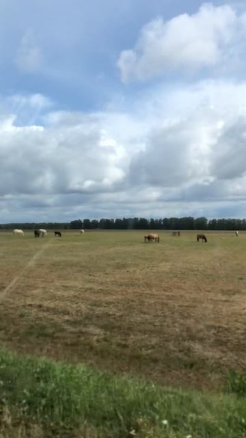 Лошади пасутся на лугу #деревня #лошади #лето #пастбище Лошади пасутся на лугу #деревня #лошади #лето #пастбище