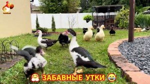 Забавные утки мускусные и пекинские на свободном выгуле со своими друзьями ч.(355) ❣️🤗😂