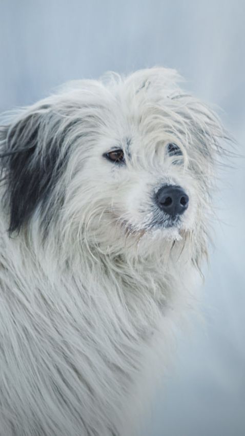 Варя и компания смотреть онлайн