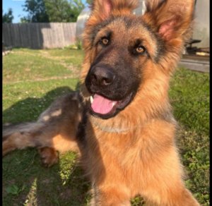 всем привет котики и собачки