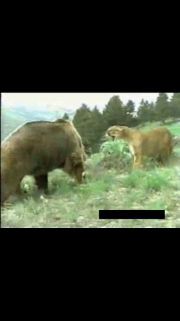 Медведь против Льва. Жестокий мир природы смотреть онлайн