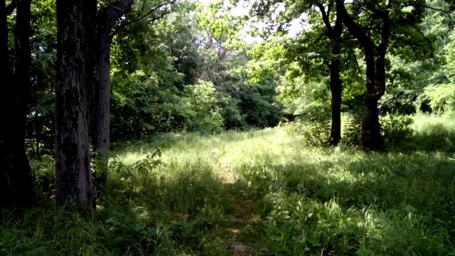 Лес красивый смотреть онлайн