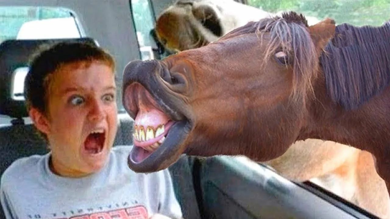 Я РЖАЛ ДО СЛЕЗ | СМЕШНЫЕ ВИДЕОПРИКОЛЫ |Смешные видео с животными и людьми | ПОДБОРКА ПРИКОЛОВ😂🤣 смотреть онлайн