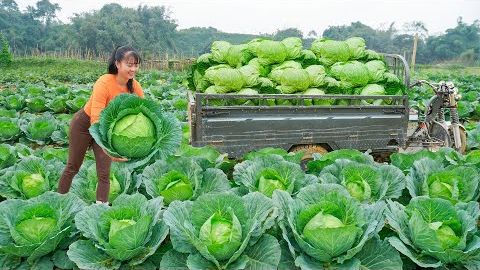 Хуонг собирает урожай кочанов капусты, на ферме. Везу её на сельский рынок чтобы продать.