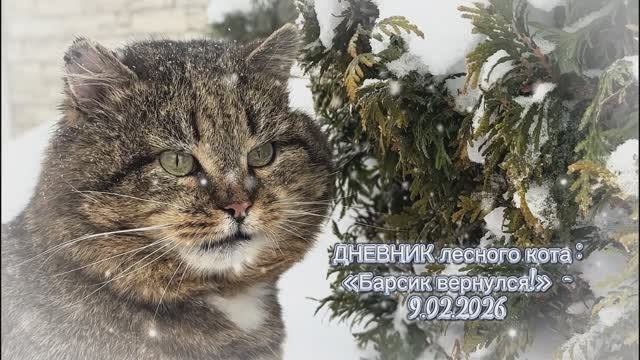 ДНЕВНИК лесного кота: «Барсик вернулся!» 09-02-2026 смотреть онлайн