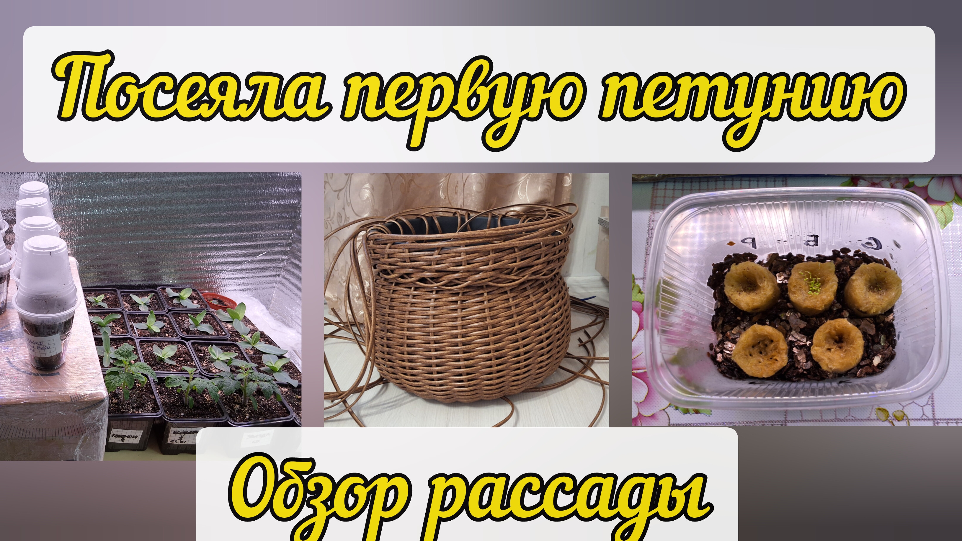 Сею петунию и острый перец. Обзор рассады. Удобрения из фикс прайс. Плету кашпо. смотреть онлайн