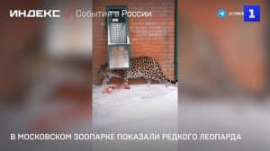 В Московском зоопарке показали редкого леопарда