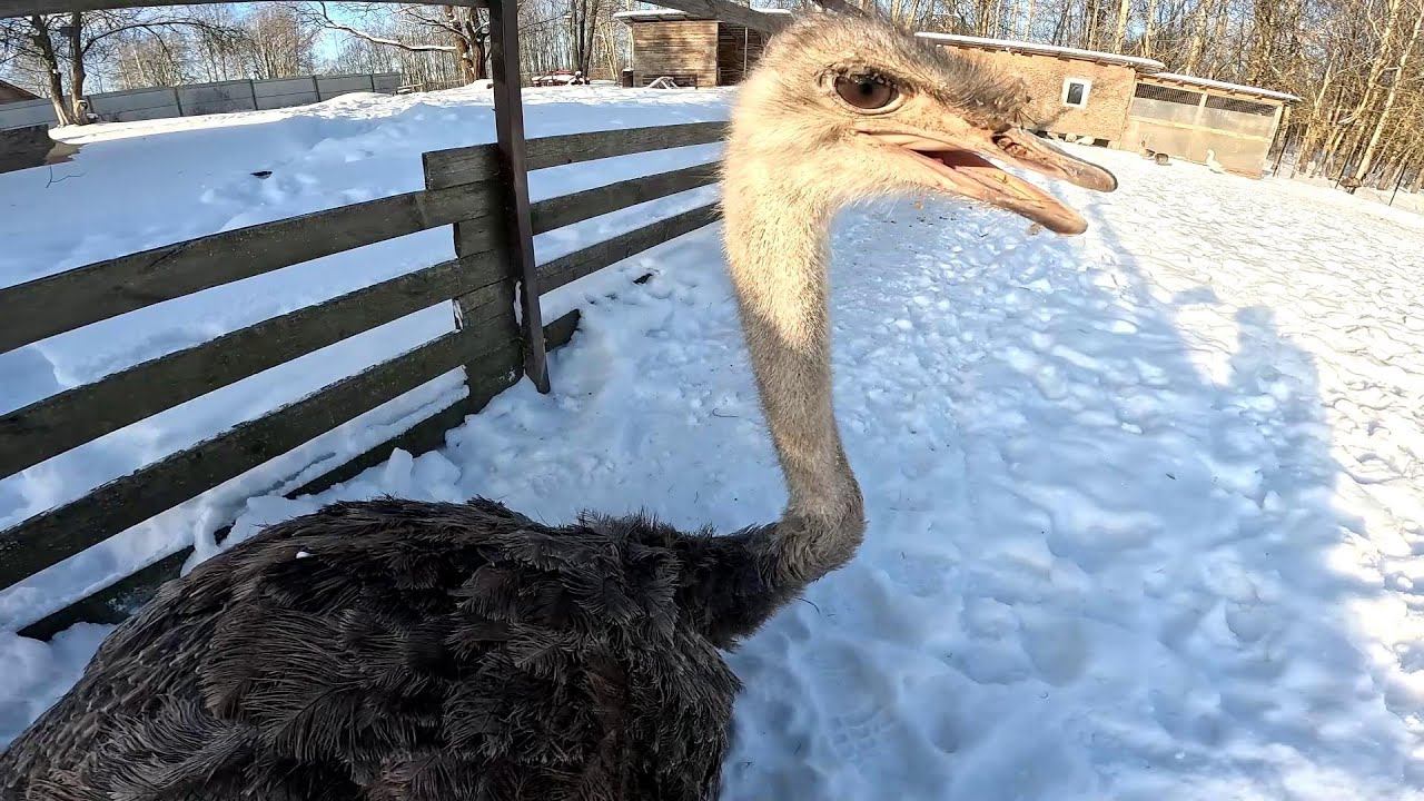 Побег ! Страус выбежал ! Сломала ногу ! ХУТОР В ЛЕСУ №971 смотреть онлайн