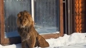 Он Богом поцелован.  Лев Шерхан. Стихи от Ольги