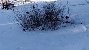 Свиристели прилетели