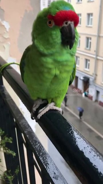 Попугай ругается #sora #ии #угар #юмор #pets #прикол #funny #попугай #cute #смех Попугай ругается #sora #ии #угар #юмор #pets #прикол #funny #попугай #cute #смех