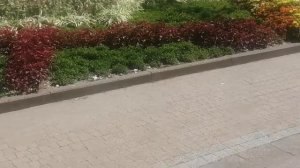 Архивное видео. Моя прогулка парк Ривьера