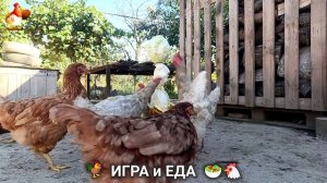 Кормление кур овощами и фруктами для зарядки и от скуки 🥗🐓🤗  (56)