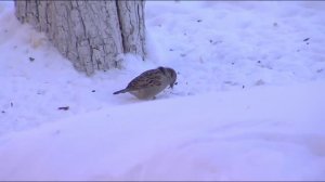 Тюменцы могут принять участие во Всероссийской переписи воробьев