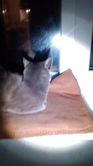 четвёртая часть про котика