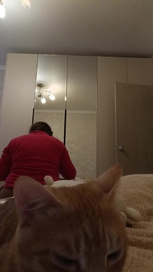 кот против шерсти