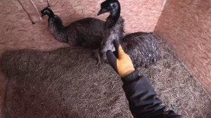 Разбираю курятник ! Новый загон ! ХУТОР В ЛЕСУ №963